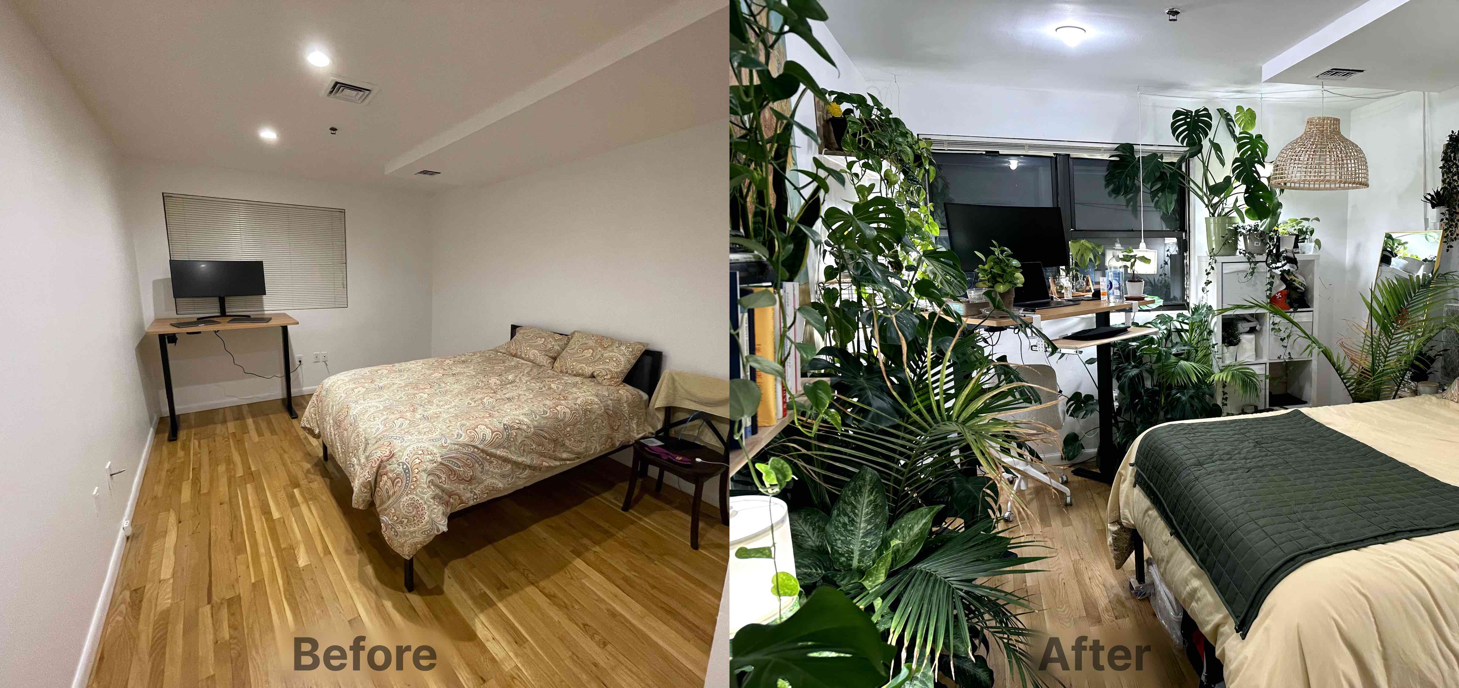A before and after photos. The before photo shows a bare-walled bedroom with only a standing desk and a bed. The after photo still has the desk and bed, but the photo is overflowing with green plants, which cover most surfaces.