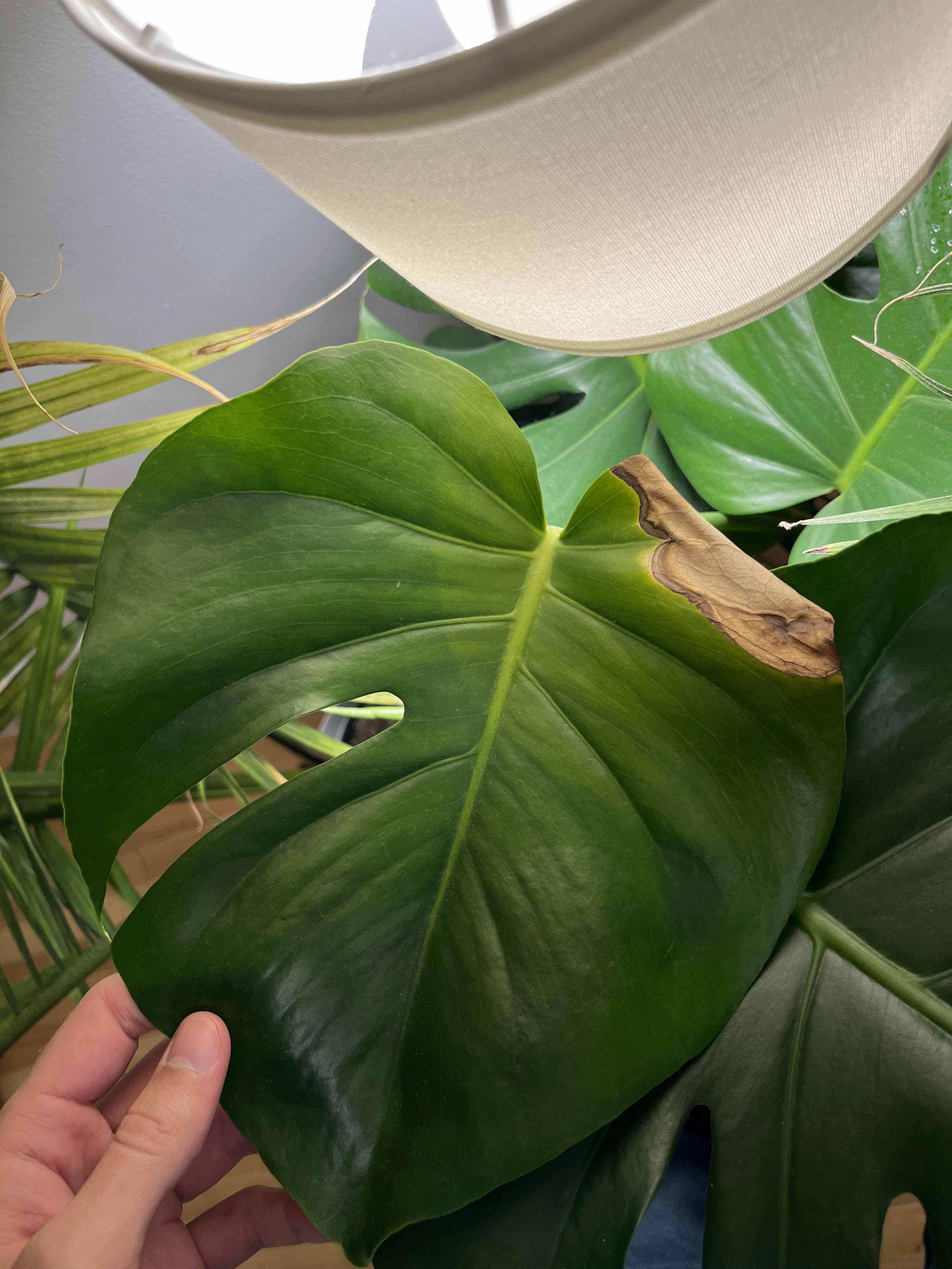 Monstera deliciosa leaf next to a light. The leaf is a deep green. There is a lighter green coloration forming a semicircle in the top right of the leaf, following the same curvature as the lamp next to it. At the far right edge the leaf is brown and curled.