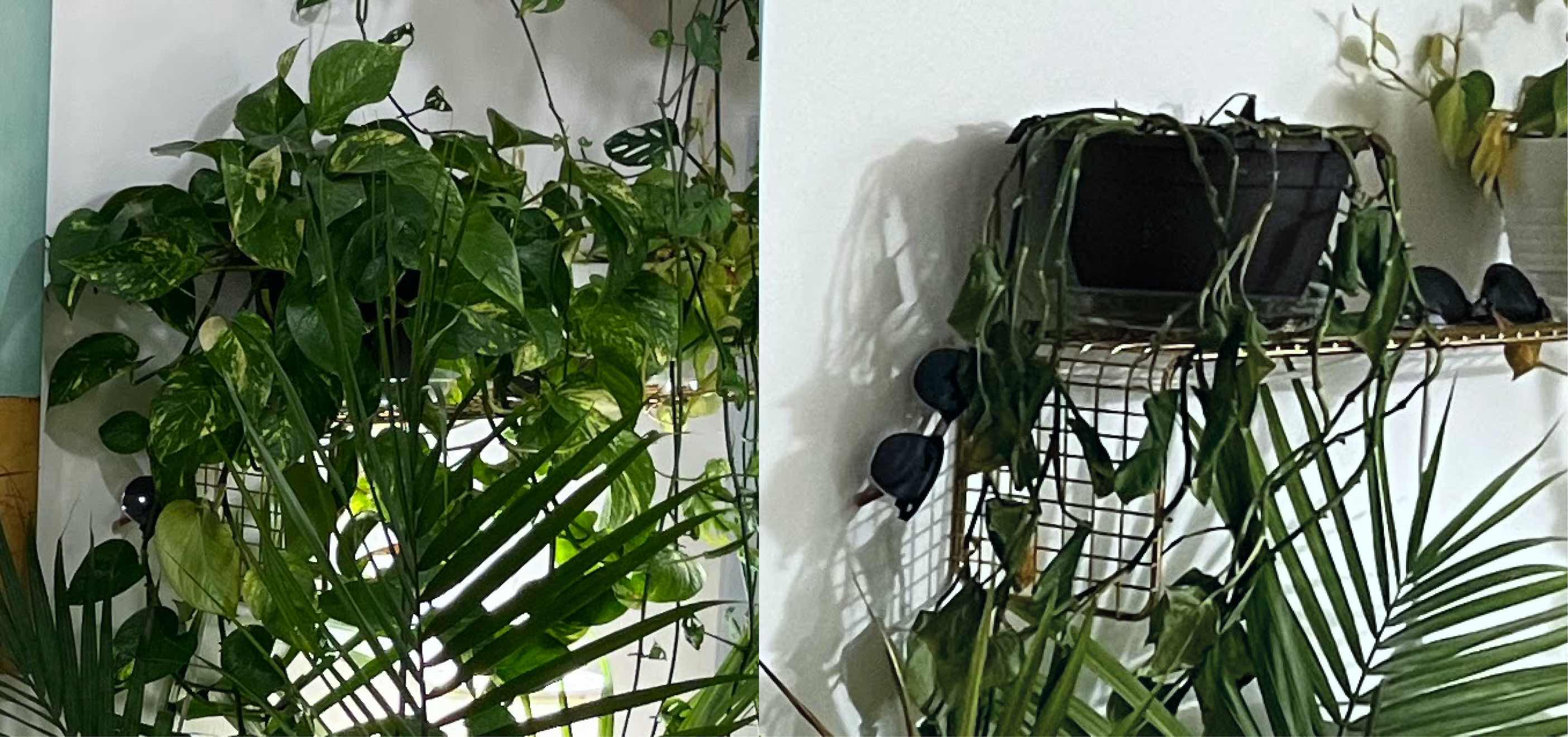 On the left is a pothos that is voluminous and green. On the right is the same pothos, but it’s lost most of it’s leaves.