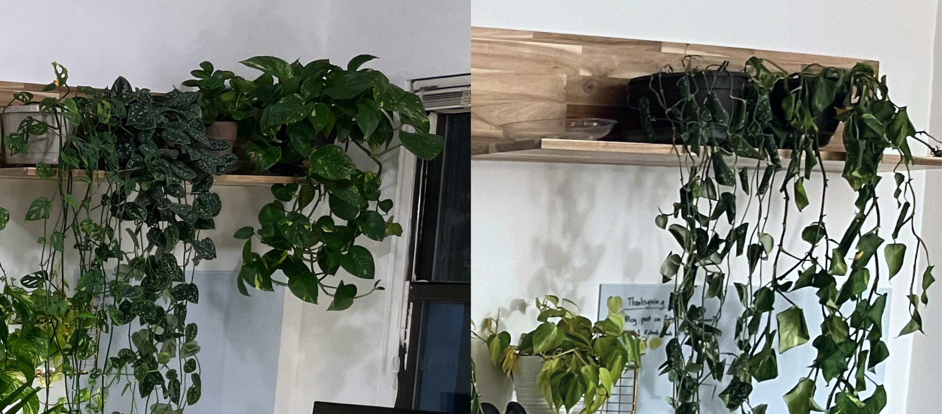 On the left are pothos that are lush and green. On the right are pothos where the leaves are shriveled up and brown.